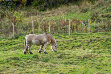 Naklejka na ściany i meble A Norwegian Fjord Horse grazes peacefully in a lush green pasture on a rural farm in central Norway