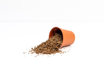 Coco peat in a small plastic pot isolated on white background