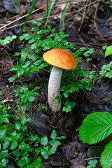 The red-headed boletus mushroom grows in the forest.