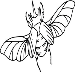 illustration of a flying butterfly , illustration of a flying Insect , illustration of a Beatal Sketch for Coloring book