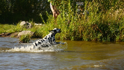 leopard in the water