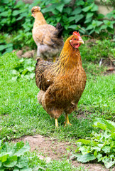 Beautiful purebred chicken with a tuft.