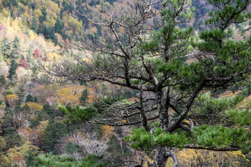 Tree in the mountains
