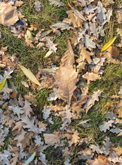 Orange, brown and yellow fallen oak leaves in the sunlight.