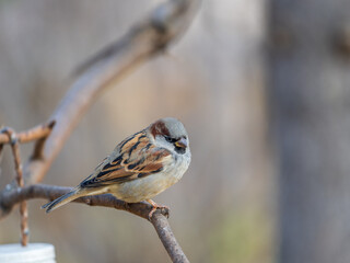 Sparrow sits on a branch without leaves.