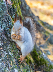 The squirrel with nut sits on tree in the autumn. Eurasian red squirrel, Sciurus vulgaris.