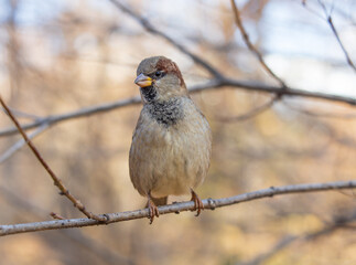 Sparrow sits on a branch without leaves.