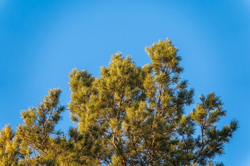 Fototapeta premium Green pine tree with long needles on a background of blue sky. Freshness, nature, concept.