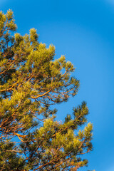 Fototapeta premium Green pine tree with long needles on a background of blue sky. Freshness, nature, concept.