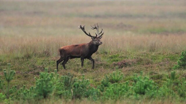 Red deer gloriously walks across open grasslands of Veluwe during rutting season