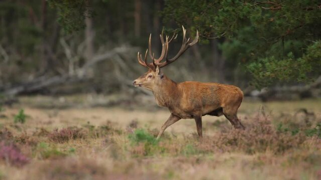 Telephoto tracking follows red deer galloping in Veluwe grassland, chases does