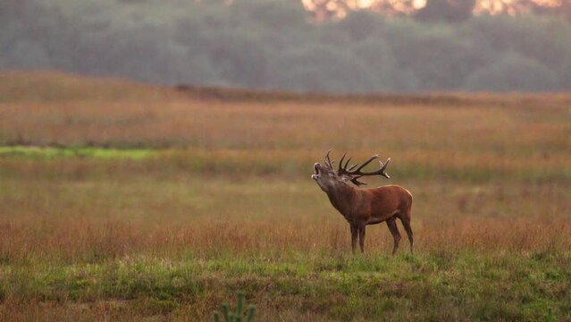 Edelhert or red deer roaring in middle of grasslands during rutting season