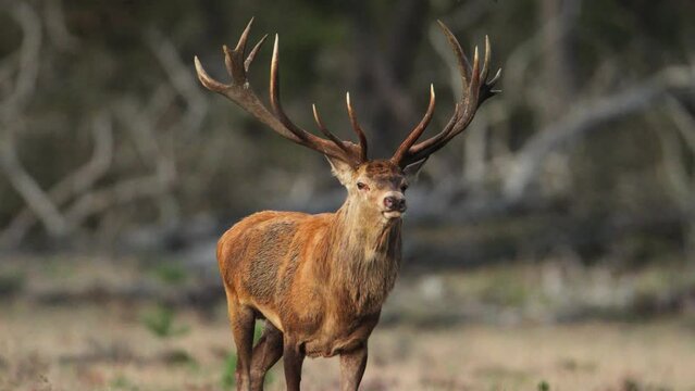 Male red deer with large set of antlers gallops in slow motion at golden hour in forest
