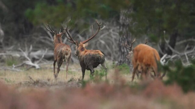 Mottled shedding red deer chases away other males from female does in territory