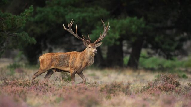 Large old red deer with shaggy bright coat approaches does grazing in Veluwe grassland, slow motion