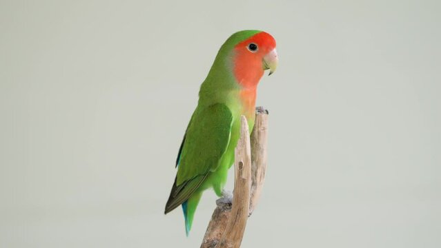 Green Rosy-faced Lovebird (Agapornis Roseicollis) or Rosy-collared or Peach Faced Lovebird On Tip of Twig with Grey Studio Background