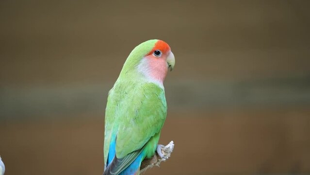 Green Rosy-faced Lovebird (Agapornis Roseicollis)  Bird Perched