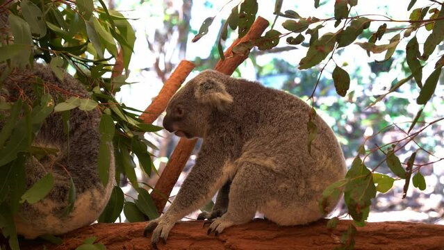 An active little fussy eater, koala, phascolarctos cinereus perched on the tree, delicately sniffed and picked at the eucalyptus leaves before eating the selected foliage, close up shot.