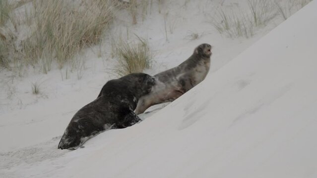 New Zealand Sea Lion Fighting On The Dunes At Sandfly Bay, Dunedin, New Zealand. - wide
