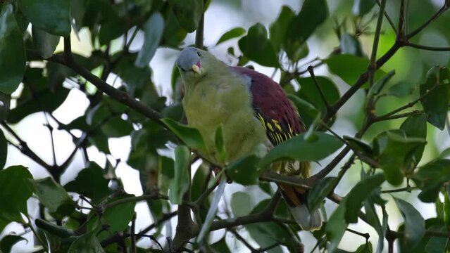 Extending its neck and flapping its tail, a Thick-billed Green Pigeon Treron curvirostra is balancing itself on a tiny branch on top of a tree inside Kaeng Krachan National Park in Thailand.