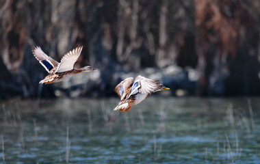 Canne Colvert se posant sur l'eau, Lac de Ste Croix du Verdon, Alpes de haute Provence, France