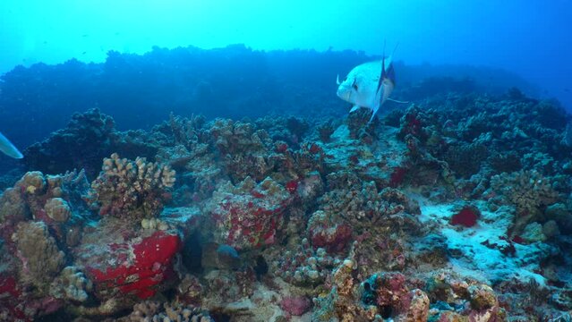 Giant trevally, Caranx ignobilis, swim actively over a rocky tropical reef in the clear blue Hawaiian ocean. A scuba diver swims in the background.