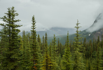 Foggy mountains after rain - snow capped peaks, rocks, wet green pine trees and cloudy sky in Banff National park, Alberta, Canada Active tourism - hiking in forest trail