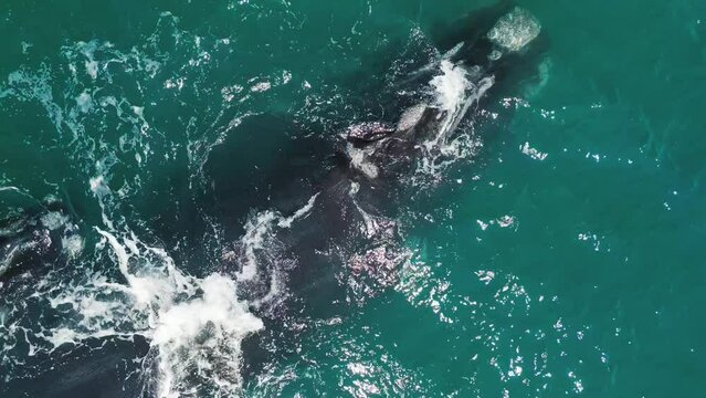 The southern right whales, Eubalaena australis. Mother and calf of the Right Whales swim near Brazilian shore near the town of Imbituba