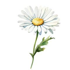 Daisy flower watercolor clipart on transparent background. Generative AI illustration