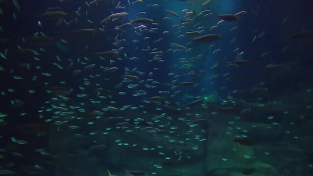 Fishes and zebra shark in huge aquarium tank in paris, Paris aquarium, France.