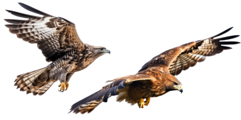 Falcon isolated on transparent background,transparency,set of falcon isolation 