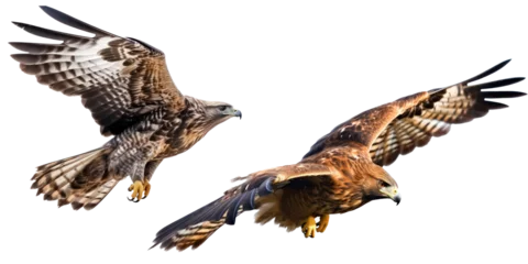 Deurstickers Falcon isolated on transparent background,transparency,set of falcon isolation  © SaraY Studio 