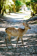 散歩する小鹿