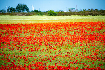Red Poppy Field in Italy
