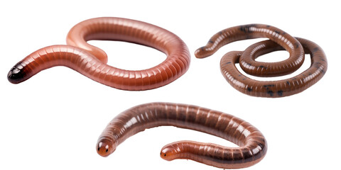 earthworm isolated on transparent background,transparency,set of earthworm 
