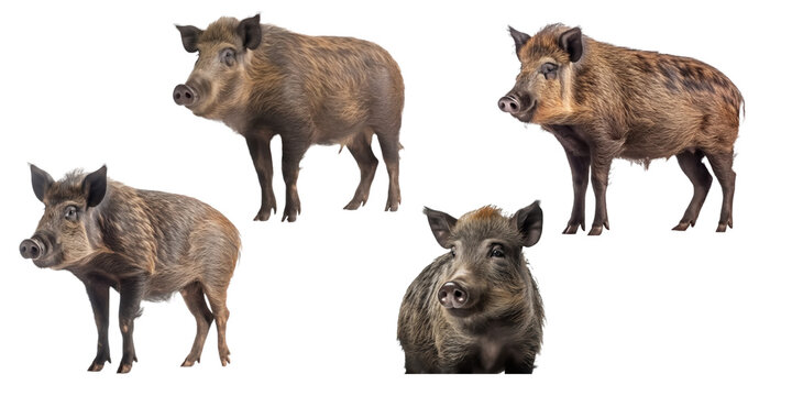 wild boar isolated on transparent background,transparency 