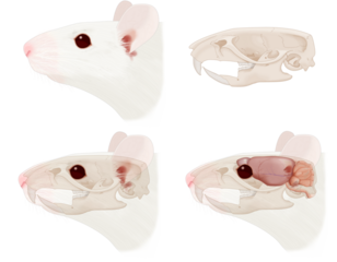 Mouse head anatomical illustrations isolated on transparent background. schematics of the skull-brain positioning in the head. Lateral view
