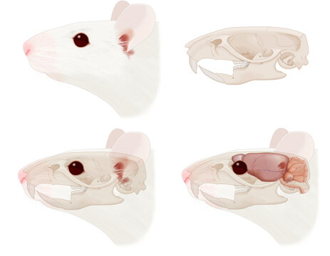 Mouse head anatomical illustrations isolated on transparent background. schematics of the skull-brain positioning in the head. Lateral view