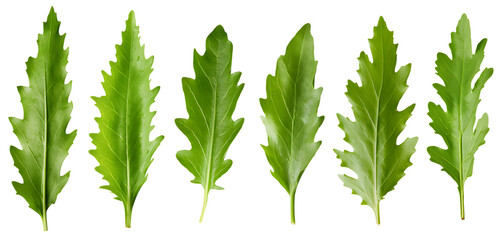 set of healthy fresh green arugula leaves isolated over a transparent background, cooking, food or diet design elements, PNG - obrazy, fototapety, plakaty