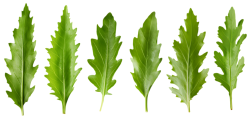 set of healthy fresh green arugula leaves isolated over a transparent background, cooking, food or diet design elements, PNG