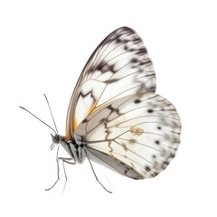 Fototapeta na wymiar butterfly isolated on transparent background,transparency 