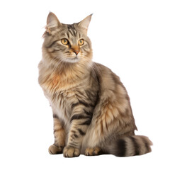 American Bobtail cat isolated on transparent background,transparency 