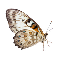 butterfly isolated on transparent background,transparency 