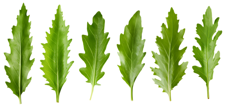 set of healthy fresh green arugula leaves isolated over a transparent background, cooking, food or diet design elements, PNG