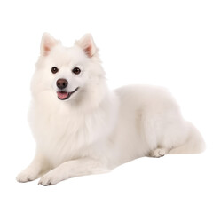 American Eskimo Dog  isolated on transparent background,transparency 