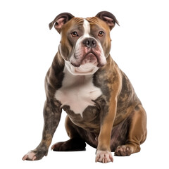 American Staffordshire Terrier dog isolated on transparent background,transparency 