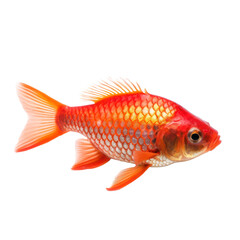 Gold fish isolated on transparent background,transparency 