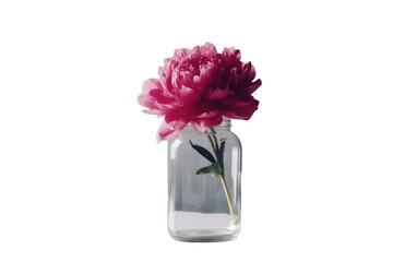 Beautiful peony flower in glass jar isolated on transparent background,transparency 