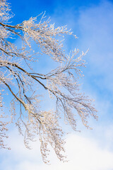 Frosty tree branches against a blue sky