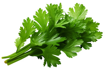 bunch of coriander leaves, isolated over a transparent background, cooking, food or diet design elements, cut-out PNG - obrazy, fototapety, plakaty
